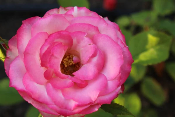 Różowy Damask Różowy Widok Bliska Góry Kwiat Ogr Letnia Uprawa — Zdjęcie stockowe