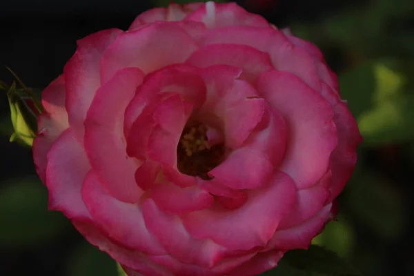Рожева Дама Явилася Крупним Планом Зверху Квітковий Сад Літнє Вирощування — стокове фото