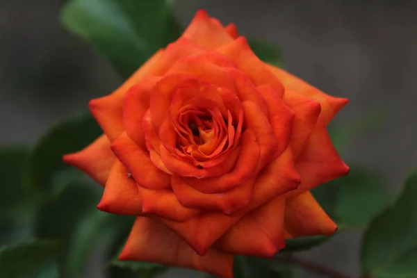 Vista Ravvicinata Rosa Brillante Classificata Dall Alto Primavera San Valentino — Foto Stock