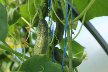 Yeşil salatalık yeşil borularda yetişir. Sebze yetiştiriyorum. Bitki bakımı. Gıda güvenliği, vitaminler, sağlıklı yiyecekler..