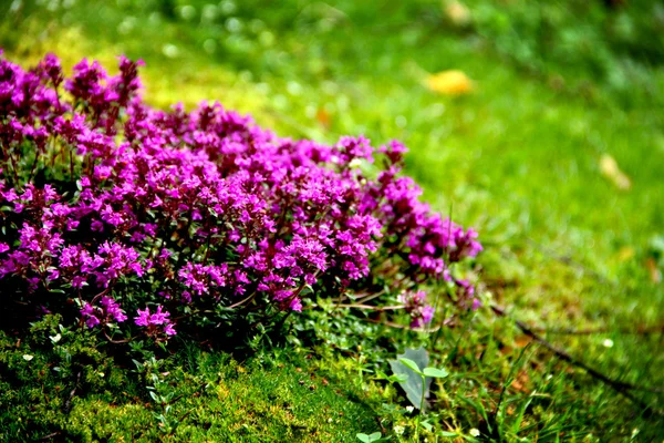 Violette Blüten — Stockfoto