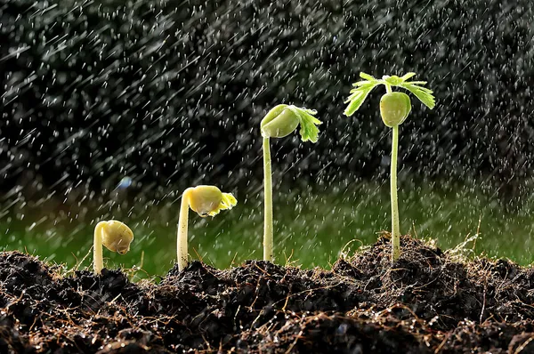 Neues Leben — Stockfoto