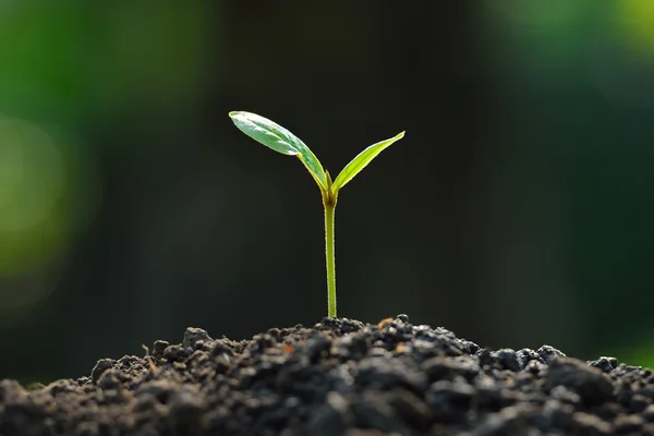 Planta joven —  Fotos de Stock