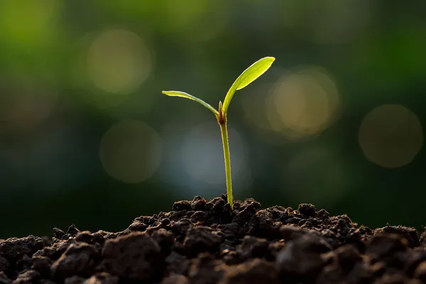 Young plant — Stock Photo, Image