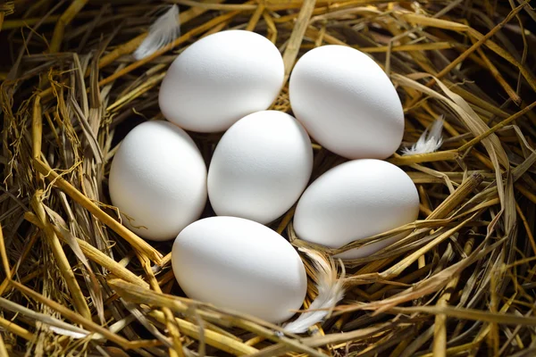 Eggs Royalty Free Stock Images