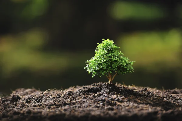 Árbol — Foto de Stock