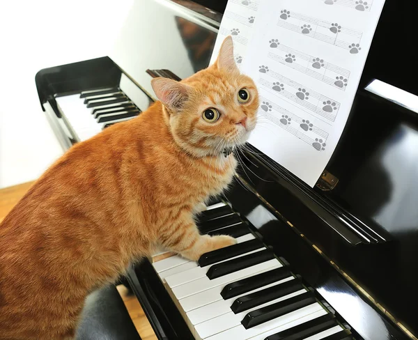 Lindo gato — Foto de Stock