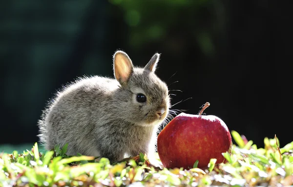 兔兔子 — 图库照片