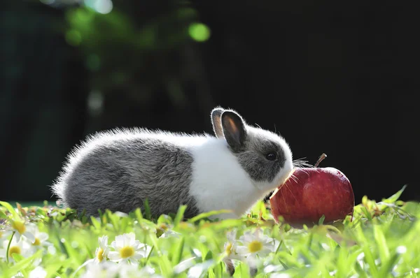 Coelhinho de coelho — Fotografia de Stock