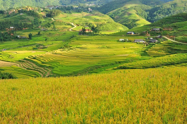 Rijst terrassen — Stockfoto