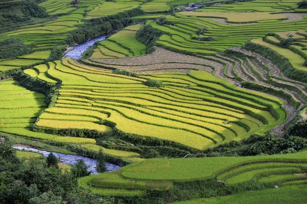 Rice terraces — Stock Photo, Image