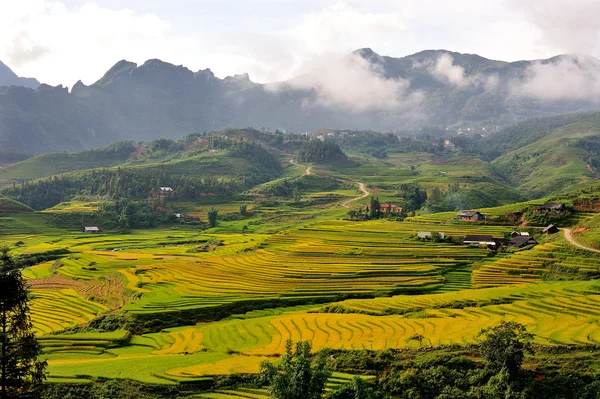 Rice terraces — Stock Photo, Image