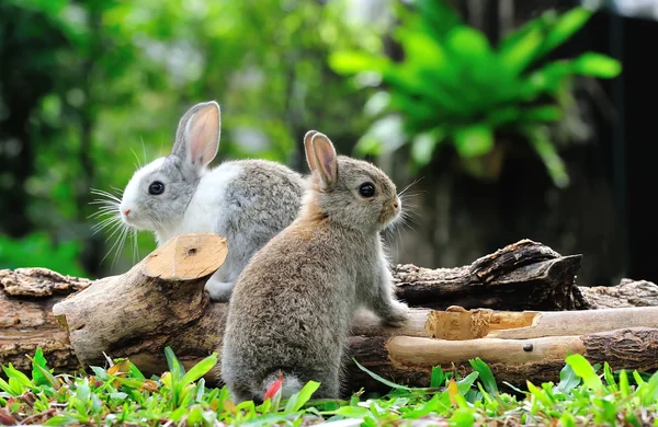 Rabbit Royalty Free Stock Images