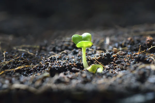 Jungpflanze — Stockfoto