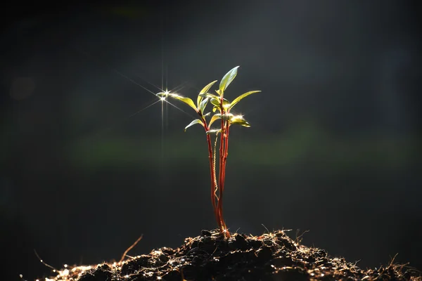 Planta joven —  Fotos de Stock