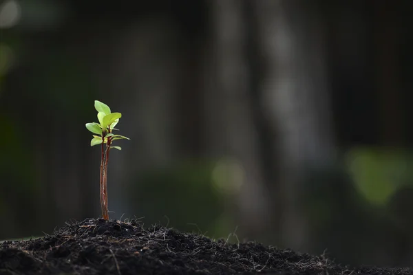 Jungpflanze — Stockfoto