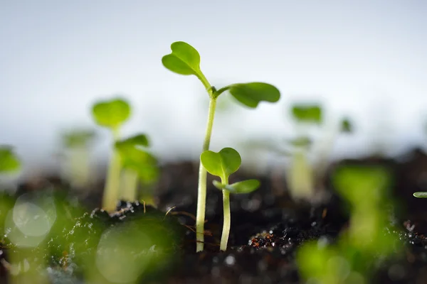 Jovem planta — Fotografia de Stock