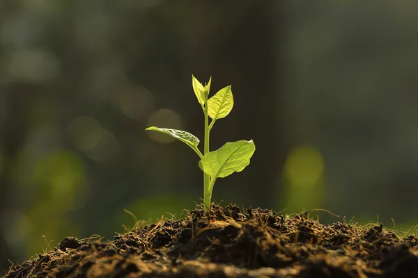 Planta joven — Foto de Stock