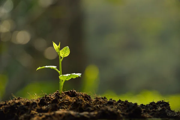 Young plant Stock Photo