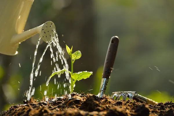 Jovem planta — Fotografia de Stock