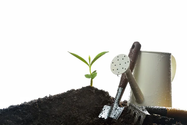 Young plant — Stock Photo, Image