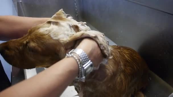 犬を洗う — ストック動画