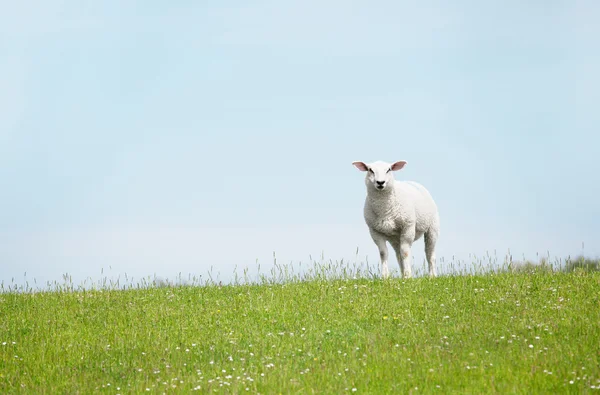 White Sheep standing on seawall looking, weißes schaf steht auf — Stok fotoğraf