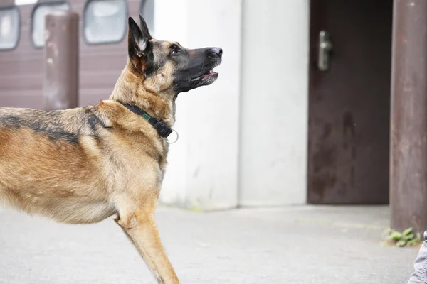 Pastore tedesco cane in attesa — Foto Stock