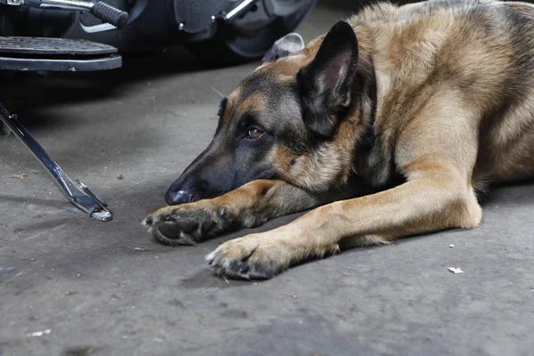 Pastor alemán perro acostado en el suelo — Foto de Stock