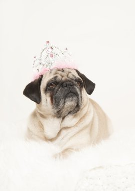 bir taç ile erkek pug