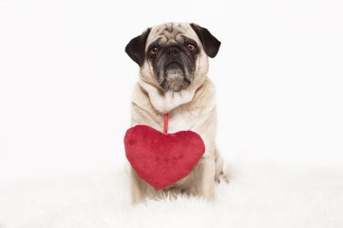 Kırmızı kalp ile pug