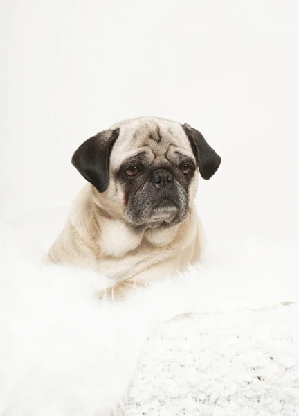 Pug portre üzerinde beyaz bir battaniye — Stok fotoğraf