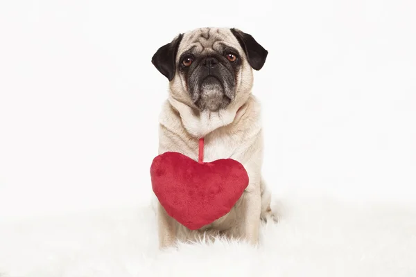 Pug met rood hart — Stockfoto