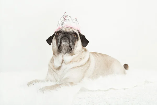 Mops liegt mit rosa Krone auf dem Kopf — Stockfoto