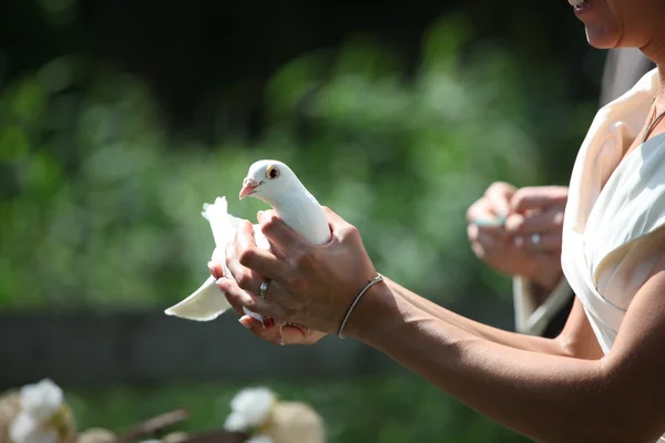 Svatební holubice — Stock fotografie