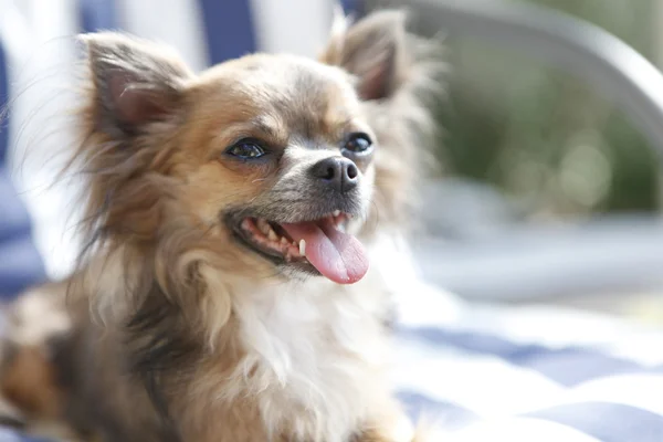 Cabelo longo marrom Chihuahua ofegante — Fotografia de Stock