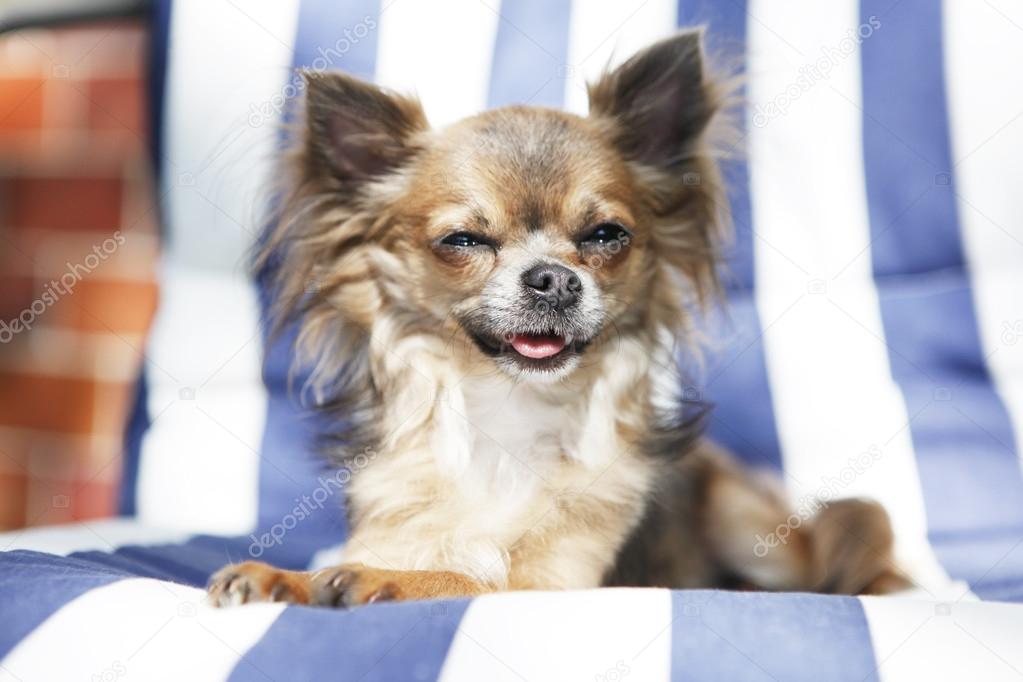 Chihuahua panting with closed eyes