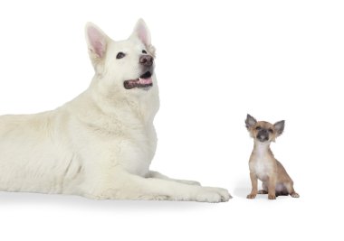 Shepherd Dog and Chihuahua Puppy looking up clipart