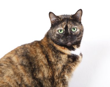 Kameraya bakarak yeşil gözlü kedi