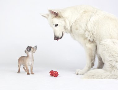 Beyaz Alman çoban köpeği ve kahverengi chihuahua