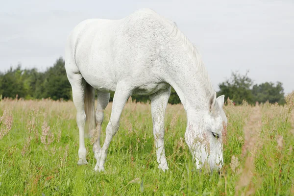 Άσπρο άλογο στους τομείς — Φωτογραφία Αρχείου