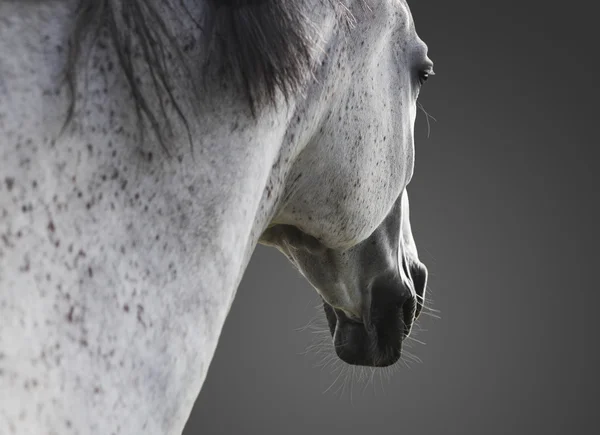 Bellissimo cavallo bianco — Foto Stock