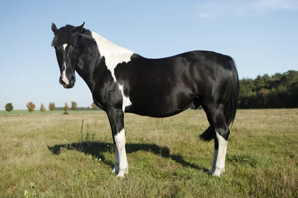 Schwarz-weißes Pferd — Stockfoto