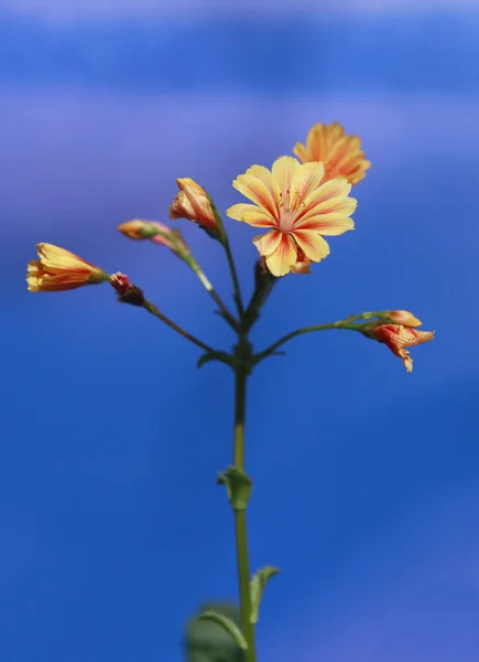 Portakal çiçeği ve mavi gökyüzü — Stok fotoğraf