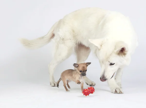 Chihuahua yavrusu ile oynayan beyaz Alman çoban köpek