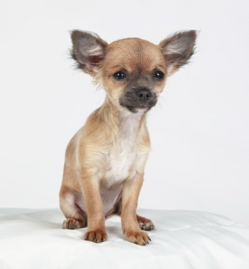 Evcil köpek bakıcılığı