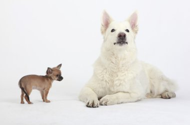 White German Shepherd Dog and cute Chihuahua Puppy clipart