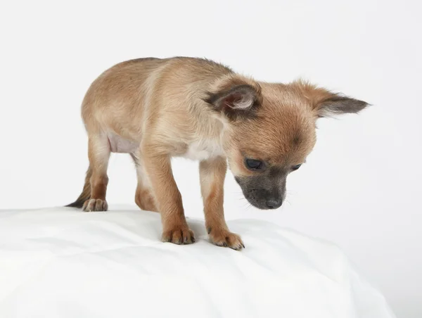 Chihuahua-pentu — kuvapankkivalokuva