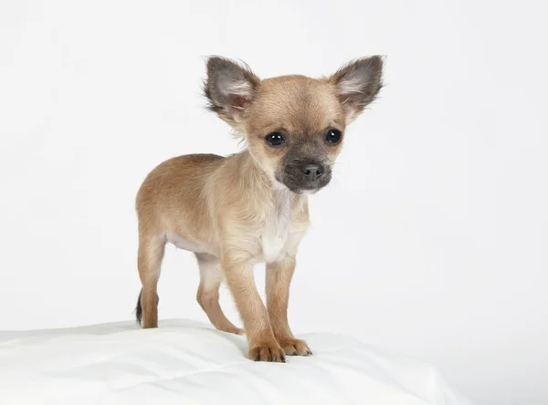 Pequeno cachorro chihuahua olhando — Fotografia de Stock