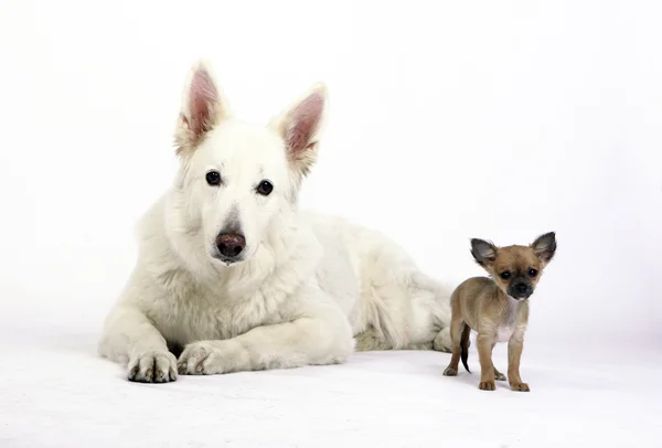 Shepherd Dog and cute Chihuahua Puppy — Stock Photo, Image